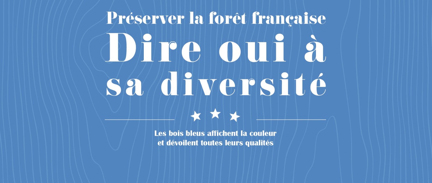 Les bois bleus affichent la couleur et dévoilent toutes leurs qualités